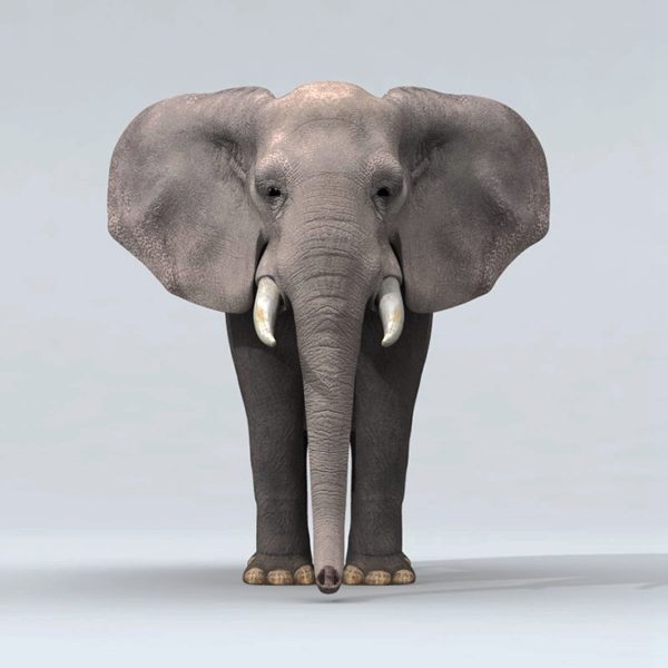 outdoors ; indoor ; Fiberglass statue ; decorate ; Large scale ; City decoration ; garden ; Park decoration ; Elephant ; Elephant sculpture ; Elephant statue ; Life Size ; cartoon ; Playground Equipment Realistic Life size Cartoon Statue